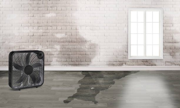 Best Water damage restoration near me  in Wewa, OK